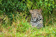 Concealed Leopard