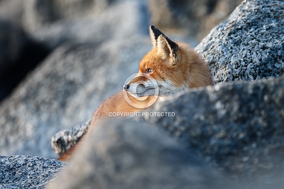 Red fox