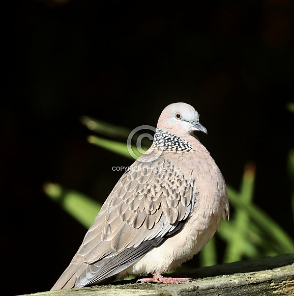 Dove