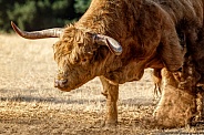 Highland Cattle-The Direct Threat