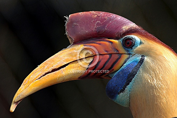 Hornbill Hornbill