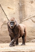 Lowland Gorilla