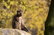 Gelada monkey (Theropithecus gelada)