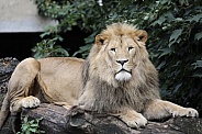 African Lion