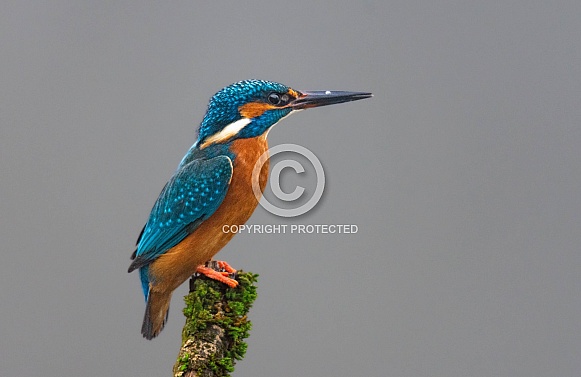 Common Kingfisher