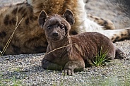 Baby hyena posing