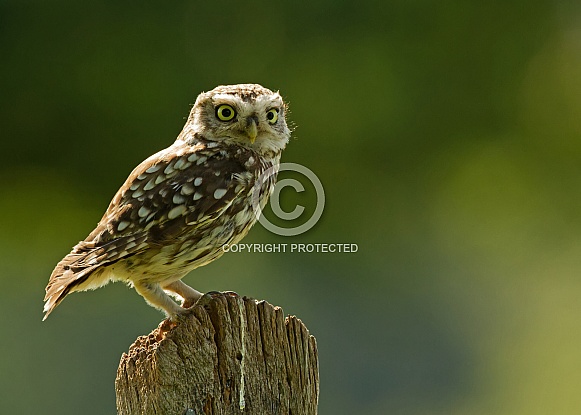 Little Owl Perching