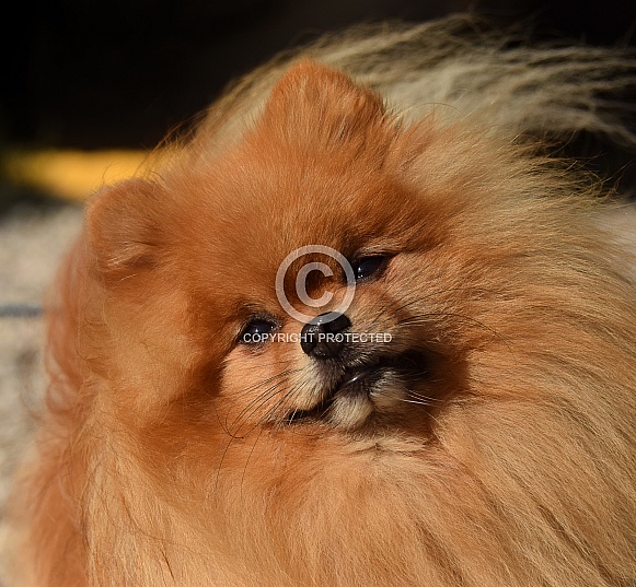 German Spitz