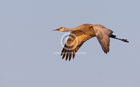 Sandhill Crane Flying During The Golden Hour