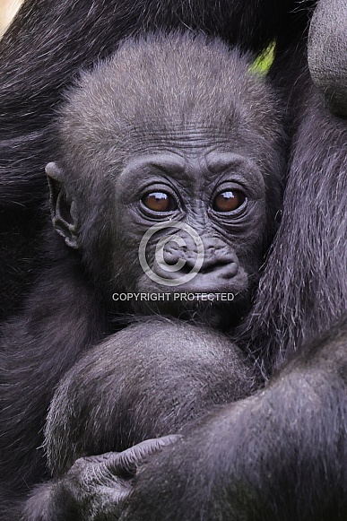 Western Lowland Gorilla (Gorilla Gorilla Gorilla)