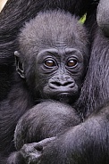 Western Lowland Gorilla (Gorilla Gorilla Gorilla)