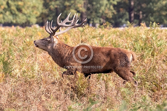 Red deer