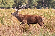 Red deer