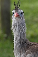 Red Legged Seriema Neck and Face Shot