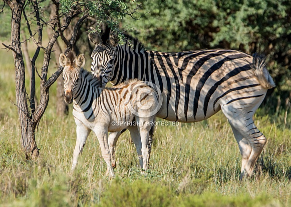 Burchell's Zebra mother and foal