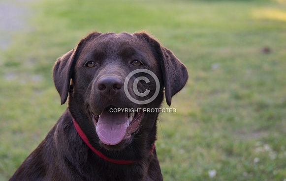 Chocolate Labrador Chocolate Labrador