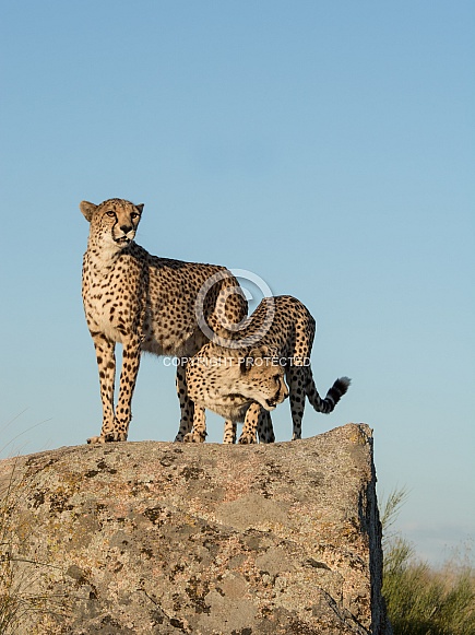 Cheetah