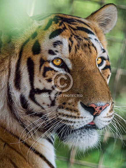 Amur Tiger