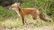 Young red fox cub in nature
