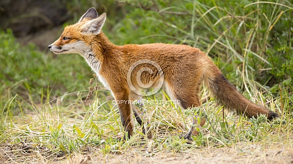 Young red fox cub in nature