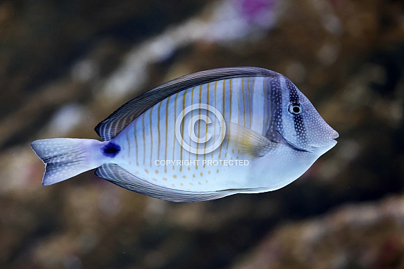 Desjardin’s sailfin tang (Zebrasoma desjardinii)