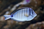 Desjardin’s sailfin tang (Zebrasoma desjardinii)