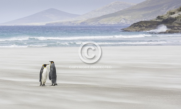 King Penguins King Penguins