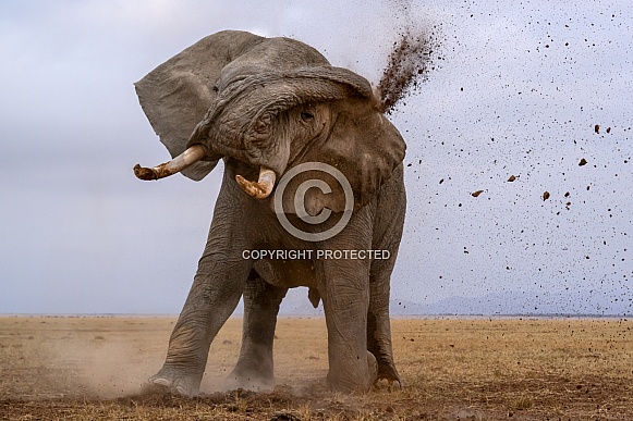 Bull elephant in musth