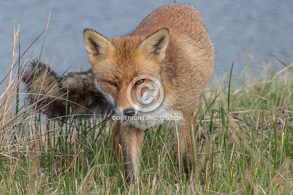 Red Fox