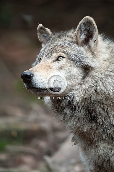 Grey Wolf