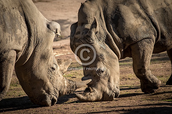 Rhinos Rhinos