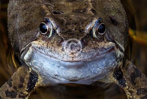 Common Frog Common Frog