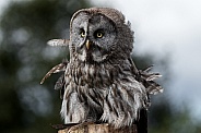 Great Grey Owl Full Body Front On Ruffled Feathers