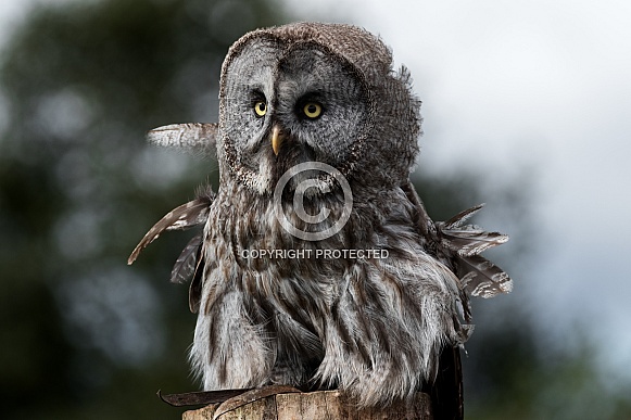 Great Grey Owl Full Body Front On Ruffled Feathers