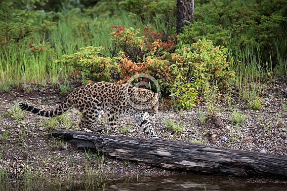Juvenile Amur Leopard in Montana Juvenile Amur Leopard in Montana