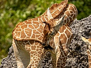 Baby Reticulated Giraffe playing with tail