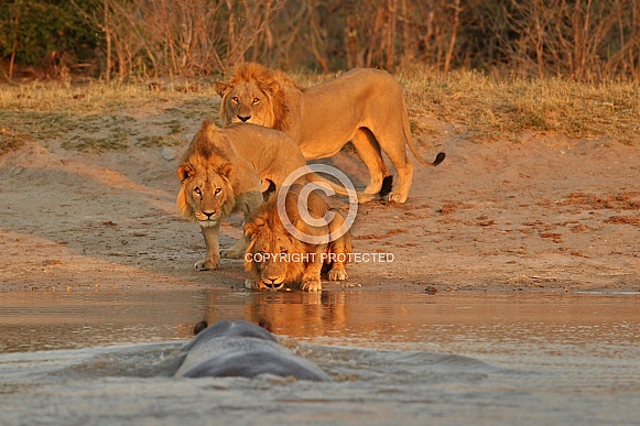 Beautiful lion in amazing evening light