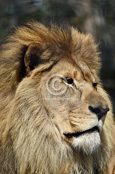 African Lion