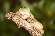 Australian Green Tree Frog friends