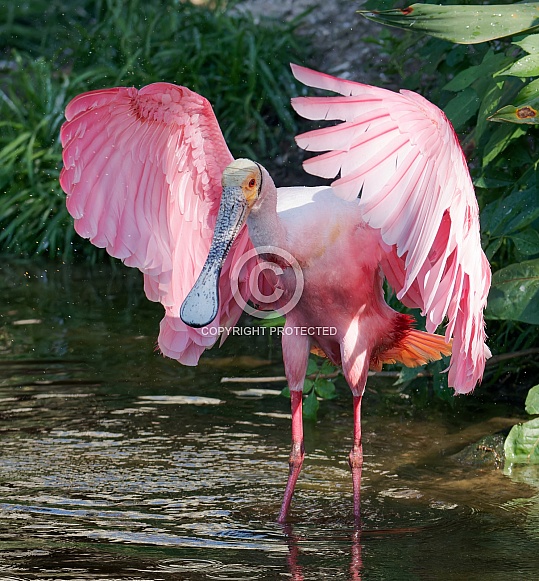 Roseate Spoonbill