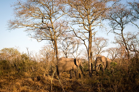 African Elephants