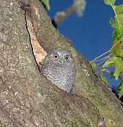 Eastern screech owl (Megascops asio) baby looking out of nesting cavity in a turkey oak tree (Quercus laevis)