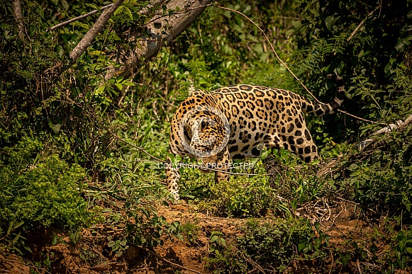 American jaguar in the nature habitat