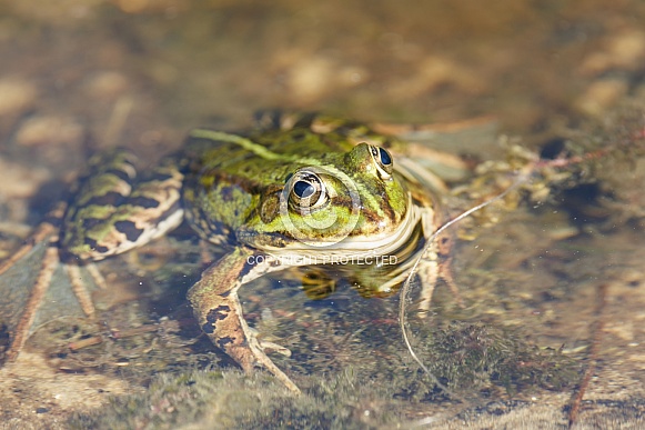 Green frog in the water Green frog in the water
