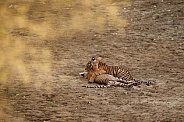 Beautiful tiger in the nature habitat. Tiger pose in amazing light. Wildlife scene with wild animal. Indian wildlife. Indian tiger. Panthera tigris tigris.