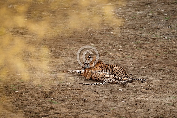 Beautiful tiger in the nature habitat. Tiger pose in amazing light. Wildlife scene with wild animal. Indian wildlife. Indian tiger. Panthera tigris tigris.