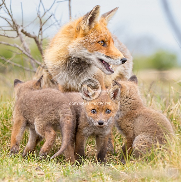 Red fox cubs Red fox cubs
