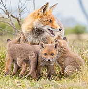 Red fox cubs