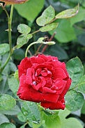 Red Rose