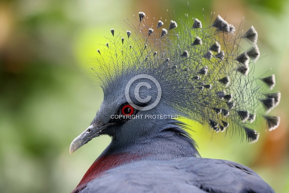 Victoria crowned pigeon (Goura victoria)